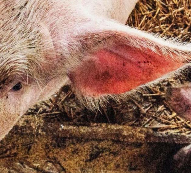 La tradizione del maiale in Abruzzo