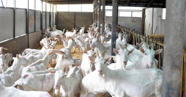 La fattoria del nonno