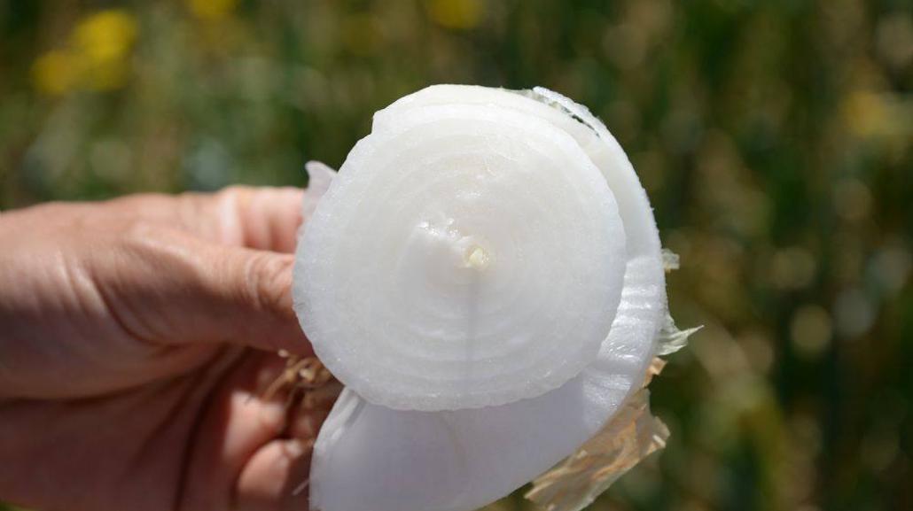 Cipolla di Fara Filiorum Petri