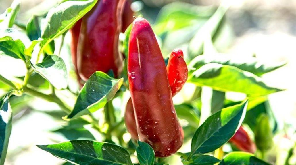 Peperone dolce di Altino