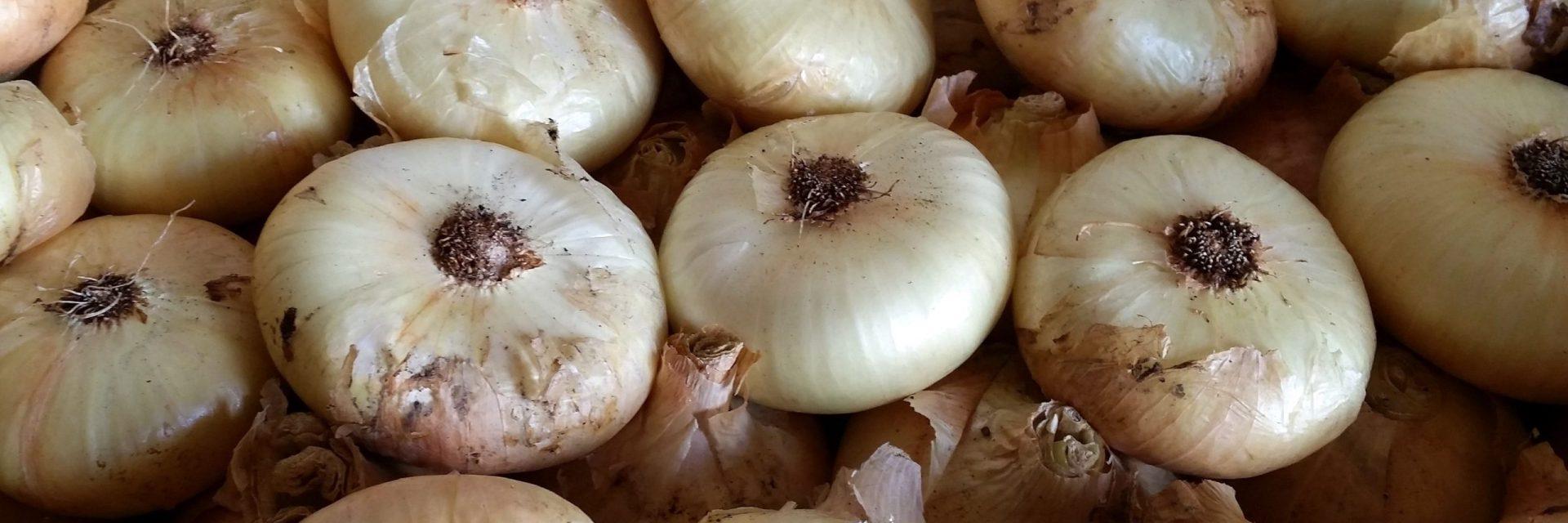 Cipolla di Fara Filiorum Petri