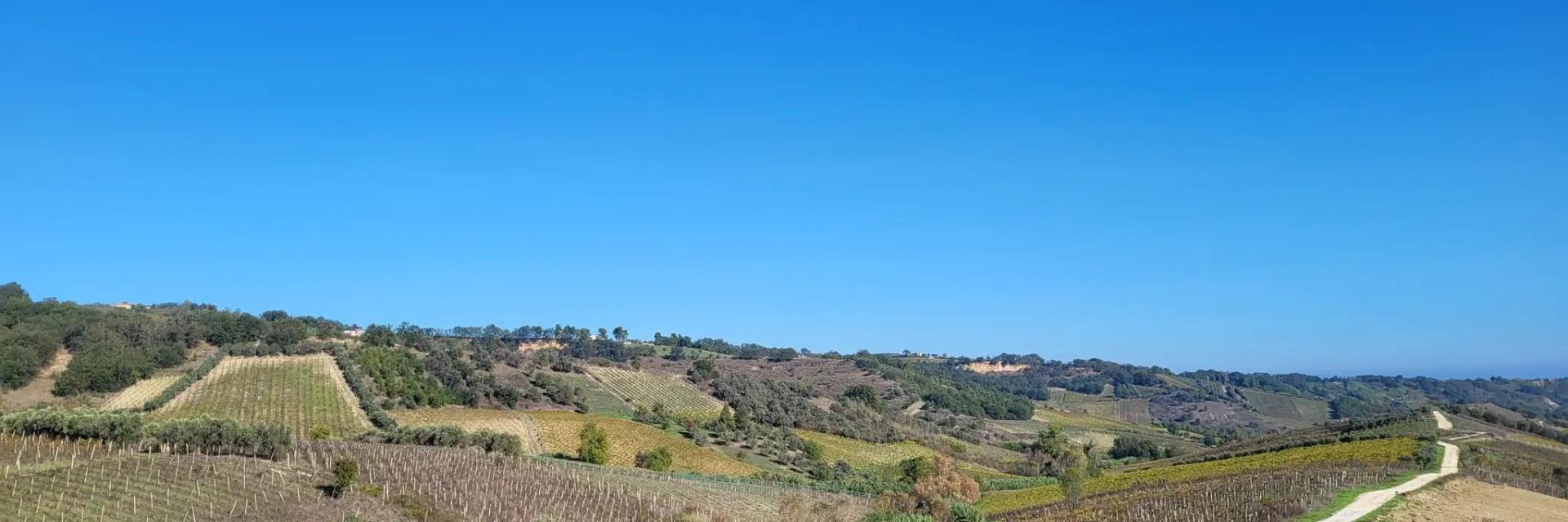 Linea Gustav